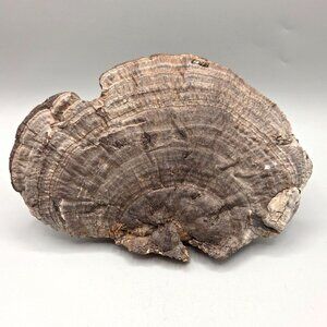 Artist's Bracket Conk Wild Harvested Birch Polypore Mushroom Specimen